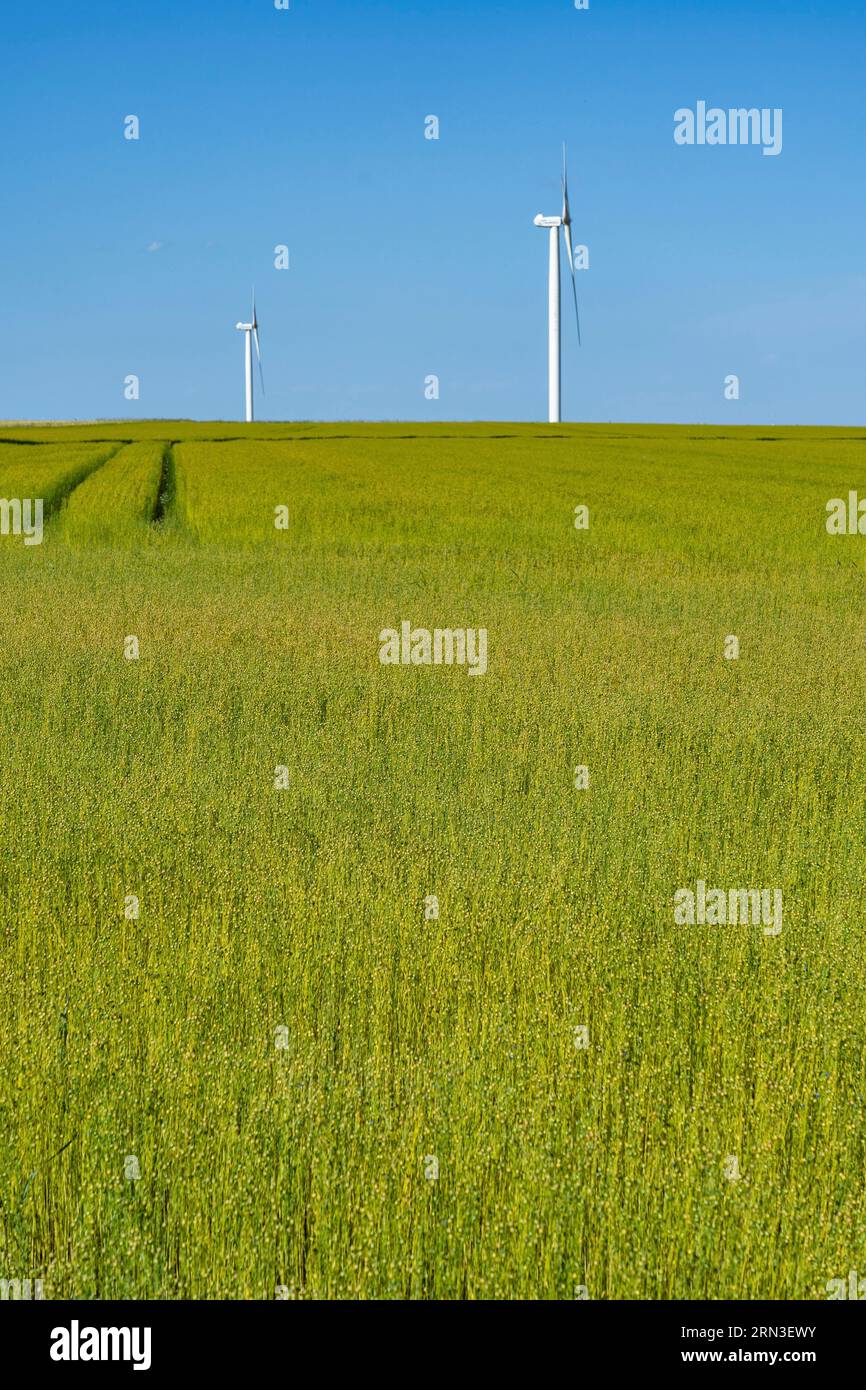 France, Seine Maritime, Saint Pierre le Viger, flax field Stock Photo