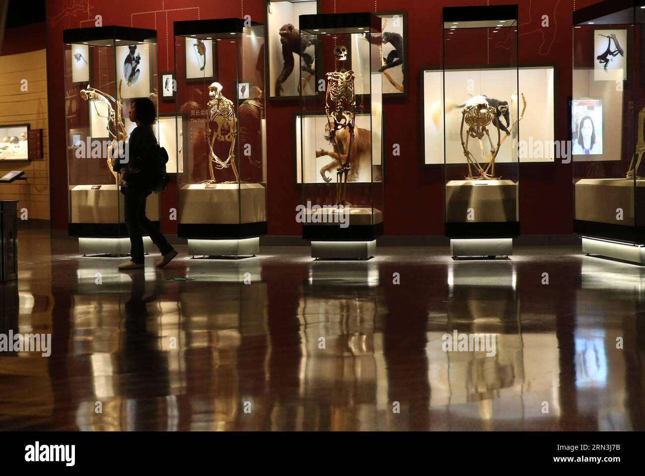 Photo taken on April 11, 2015 shows a view of the exhibition hall of Shanghai Natural History Museum in east China s Shanghai. The museum, newly opened on April 19, 2015, has a collection of near 290,000 samples, including a complete specimen of a 140-million-year-old dinosaur skeleton of Mamenchisaurus. There are also rare specimens which cannot be found elsewhere outside China, such as Yellow River mammoth, giant salamander, giant panda, and Yangtze Alligator. ) (wf) CHINA-SHANGHAI-NATURAL HISTORY MUSEUM-OPEN (CN) PeixXin PUBLICATIONxNOTxINxCHN   Photo Taken ON April 11 2015 Shows a View of Stock Photo