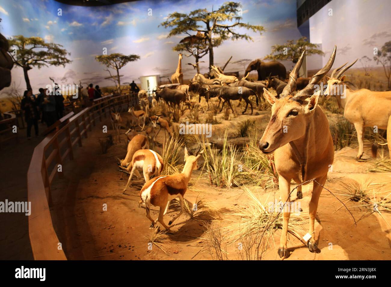 Specimens of African animals are on display at Shanghai Natural History Museum in east China s Shanghai, April 11, 2015. The museum, newly opened on April 19, 2015, has a collection of near 290,000 samples, including a complete specimen of a 140-million-year-old dinosaur skeleton of Mamenchisaurus. There are also rare specimens which cannot be found elsewhere outside China, such as Yellow River mammoth, giant salamander, giant panda, and Yangtze Alligator. ) (wf) CHINA-SHANGHAI-NATURAL HISTORY MUSEUM-OPEN (CN) PeixXin PUBLICATIONxNOTxINxCHN   specimens of African Animals are ON Display AT Shan Stock Photo