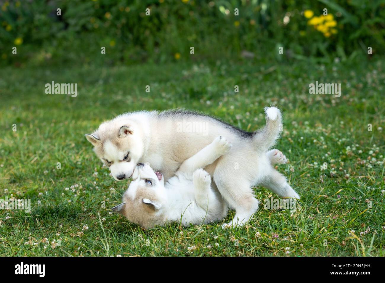 Two Siberian Husky dog puppies play outdoors in the grass Stock Photo