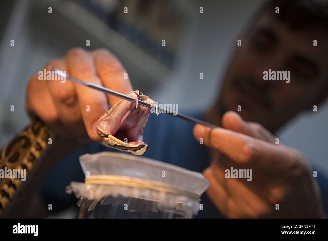 TECHNIK UND WISSENSCHAFT Argentinien - Gegengift-Produktion im Malbran Institut in Buenos Aires (150422) -- BUENOS AIRES, April 21, 2015 -- A biologist in the Poisonous Animals Area of the Antidotes Production Department of Malbran Institute, shows a drop of venom that comes from the fangs of a Yarara snake in Buenos Aires, Argentina, on April 21, 2015. The Department is in charge of producing antidotes with the poison extracted from snakes, spiders and scorpions. Martin Zabala)(zhf) ARGENTINA-BUENOS AIRES-SCIENCE-ANTIDOTES e MARTINxZABALA PUBLICATIONxNOTxINxCHN   Technology and Science Argent Stock Photo
