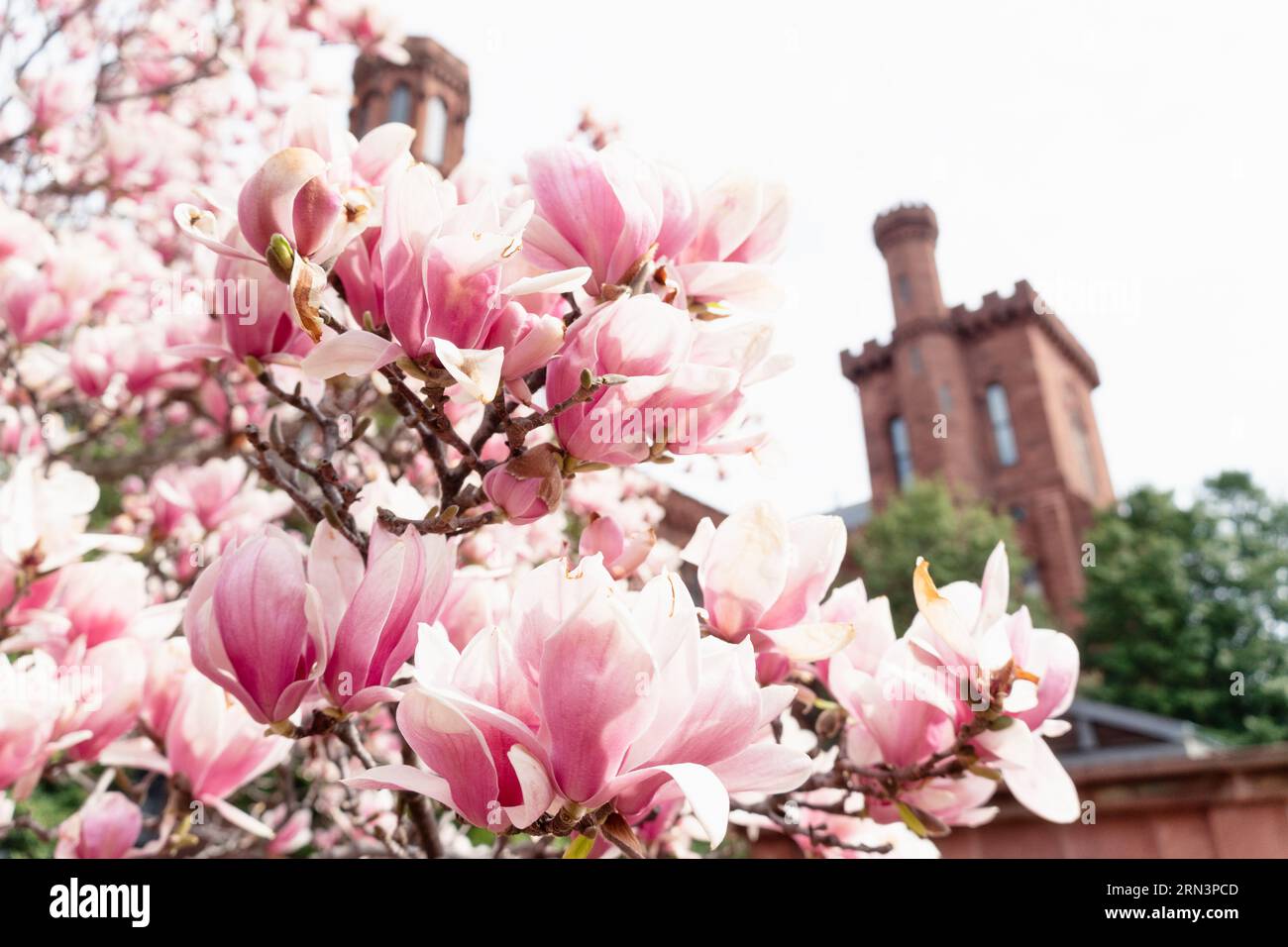 WASHINGTON DC, United States — Saucer Magnolias bloom in the Enid A Haupt Garden, providing a vibrant display against the backdrop of the Smithsonian Castle. The garden, adjacent to the National Mall, offers a serene spot for residents and tourists alike, showcasing a wide variety of plant species significant to the region. Part of the Smithsonian Castle can be seen in the background. Stock Photo
