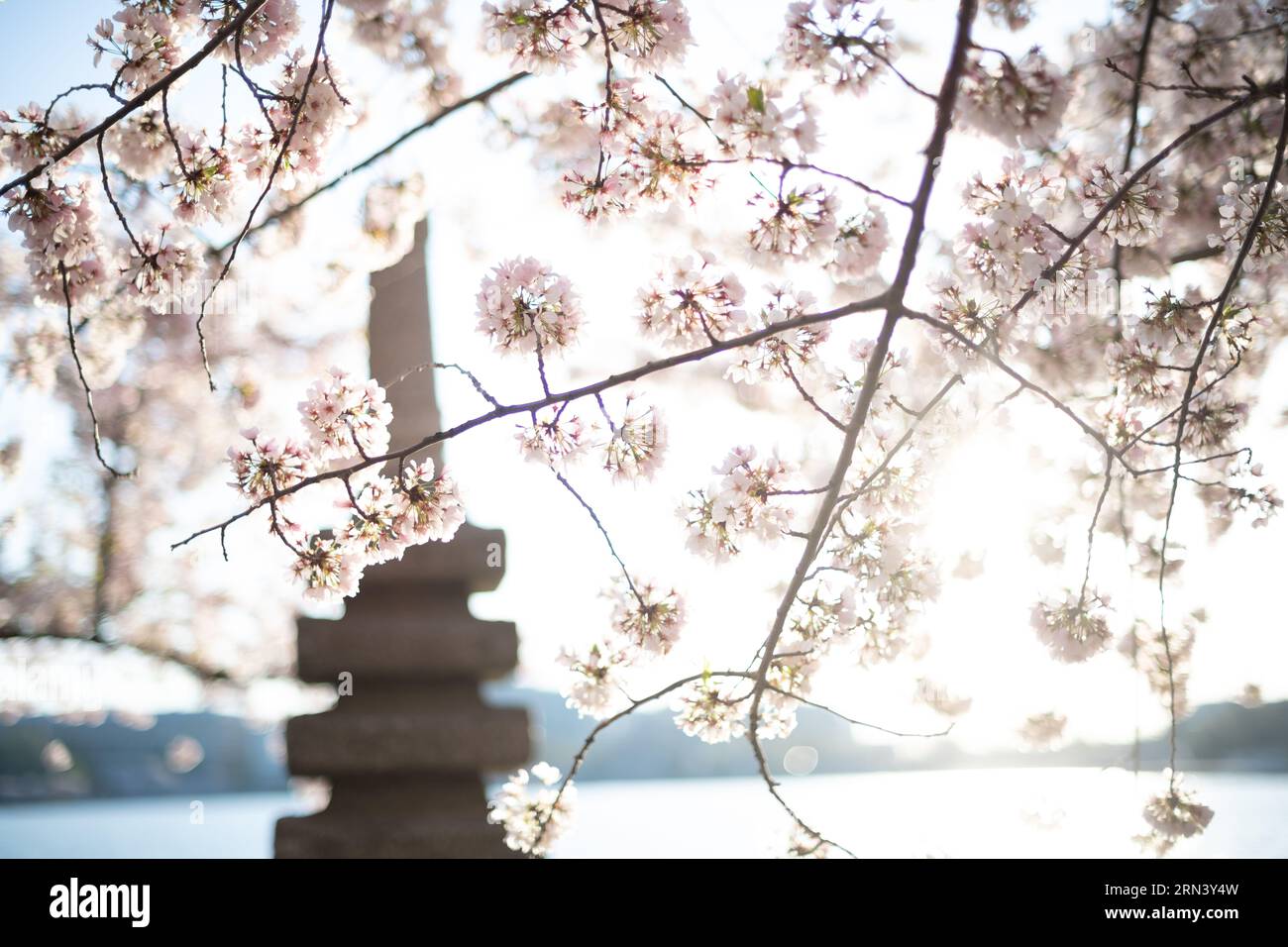 WASHINGTON DC, United States — The Japanese Pagoda stands surrounded by a flourish of cherry blossoms, a testament to the cultural ties between the U.S. and Japan. Located near the Tidal Basin, the stone monument adds a touch of traditional Japanese architecture amidst the sea of pink and white blossoms, echoing the historical connection between the two nations. Stock Photo