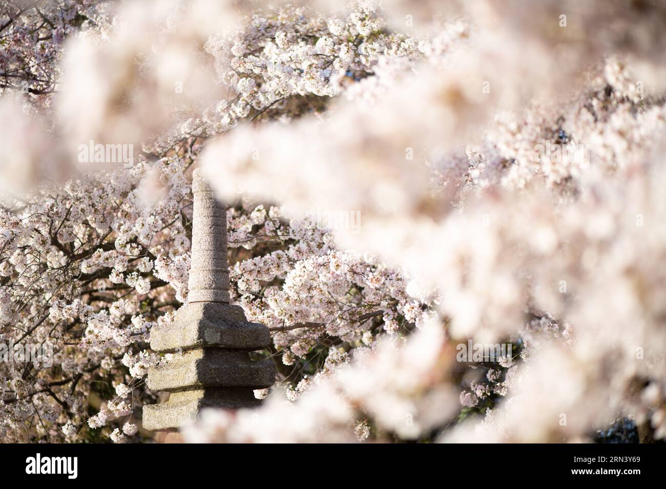 WASHINGTON DC, United States — The Japanese Pagoda stands surrounded by a flourish of cherry blossoms, a testament to the cultural ties between the U.S. and Japan. Located near the Tidal Basin, the stone monument adds a touch of traditional Japanese architecture amidst the sea of pink and white blossoms, echoing the historical connection between the two nations. Stock Photo