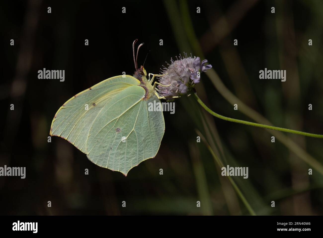 Cleopatra (Gonepteryx cleopatra) female Pyrenees Spain August 2023 Stock Photo