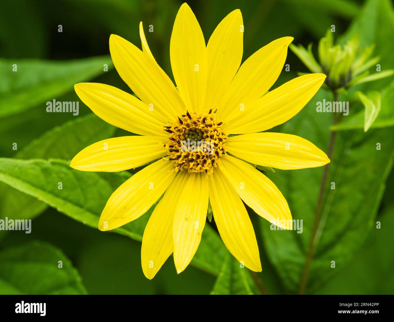 Lemon yellow flower of the tall growing, late summer to early Autumn flowering perennial, Helianthus 'Lemon Queen' Stock Photo