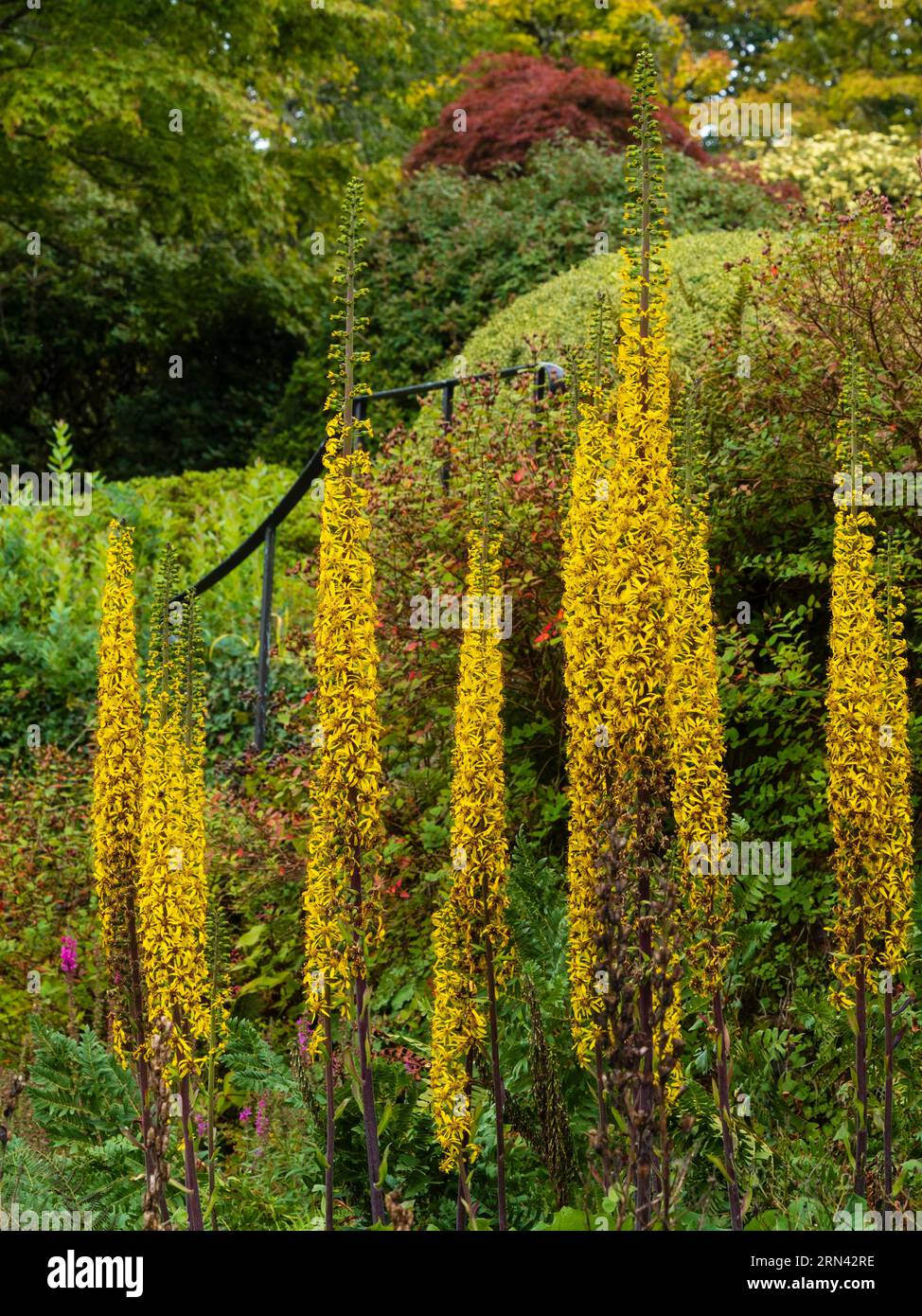 Tall upright late summer spikes of yellow flowers of the hardy perennial Ligularia 'Savill Spire' Stock Photo
