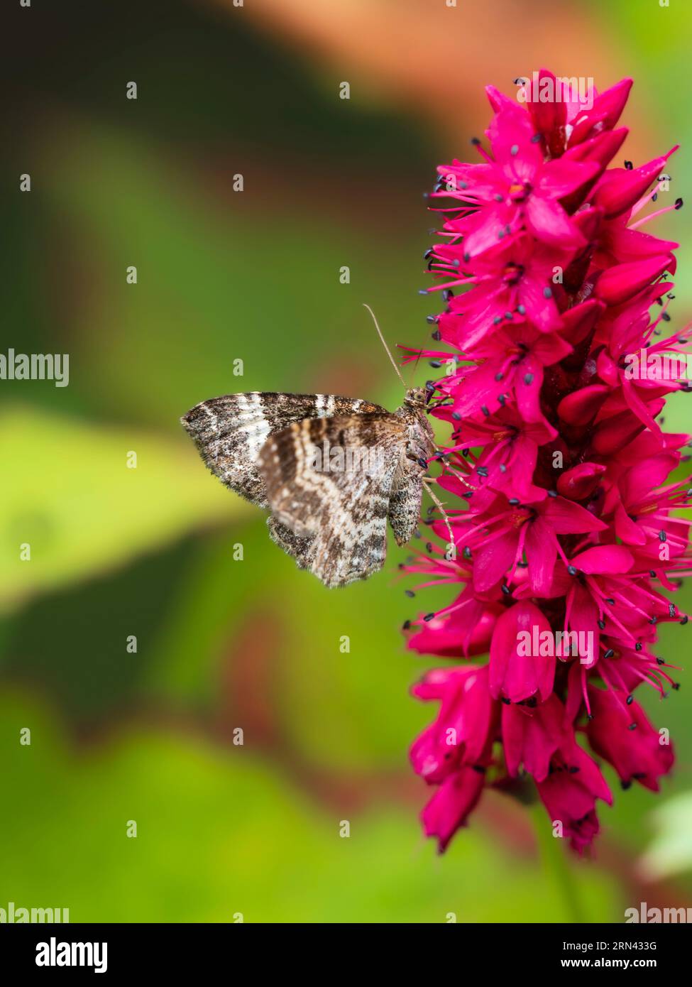 Side view of the common carpet moth, Epirrhoe alternata, feeding on Persicaria amplexicaulis in a UK garden Stock Photo