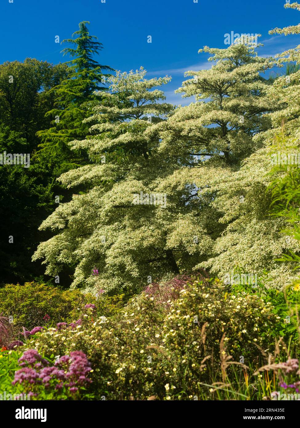Cornus controversa 'Variegata', hardy deciduous wedding cake trees in the Summer Garden at The Garden House, Buckland Monachorum, Devon, UK Stock Photo