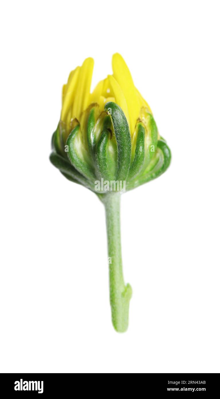 Chrysanthemum and bud hi-res stock photography and images - Alamy