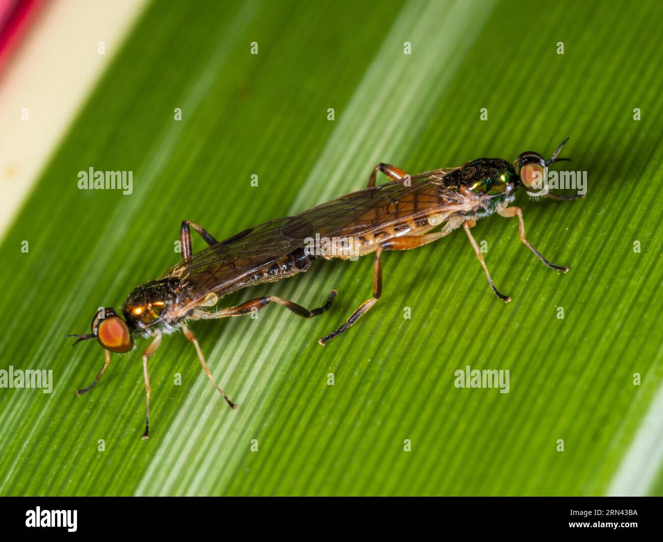 Adult pair of the bright four-spined legionnaire soldier fly, Chorisops nagatomii, mating in a Devon, UK garden Stock Photo