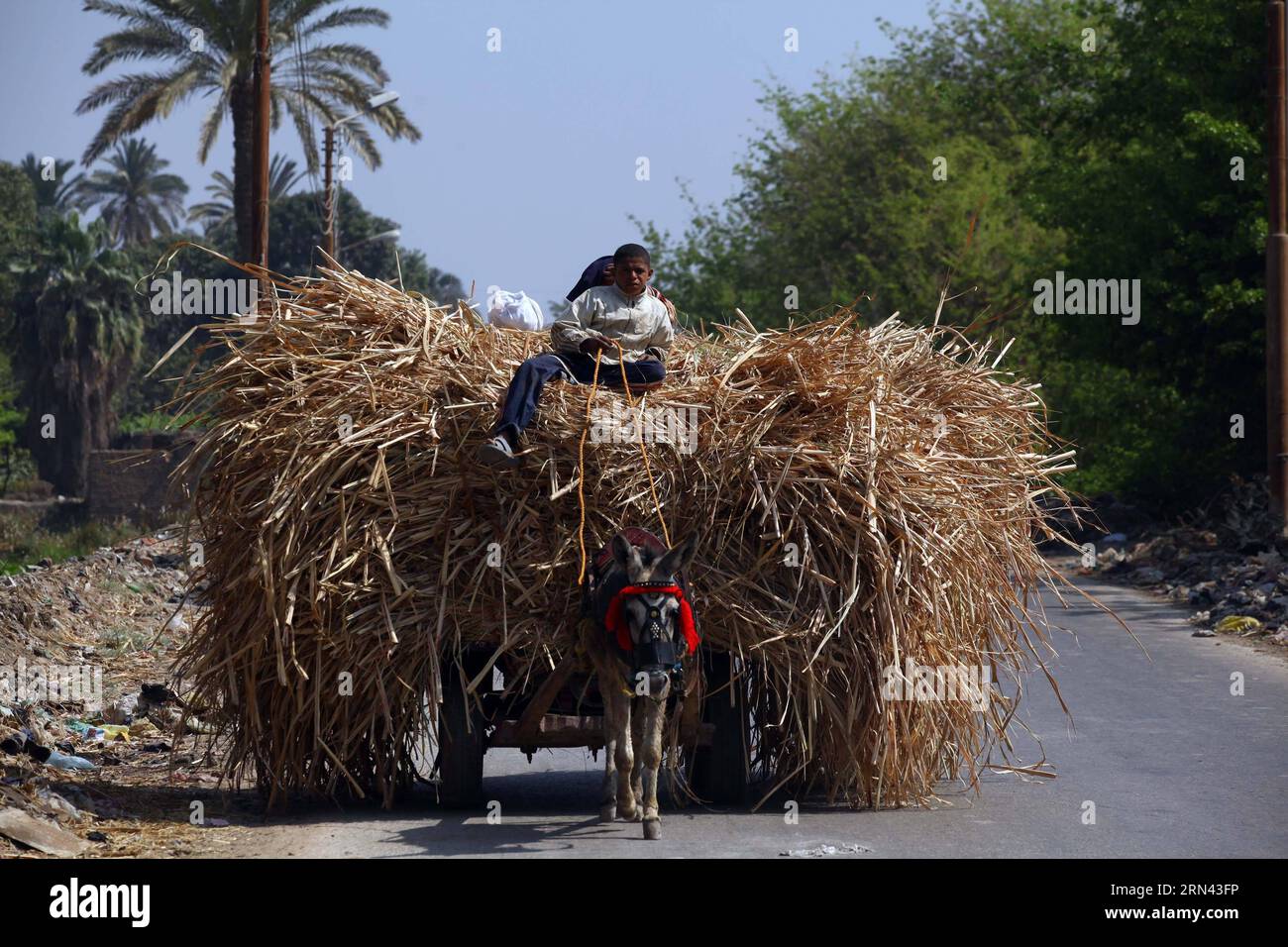 (150504) -- FAYOUM, May 4, 2015 -- An Egyptian farmer works at a wheat field in the village of Deska, Fayoum, about 130 kilometers south-west to Cairo, Egypt, on May 4, 2015. Egypt s wheat crop will reach 10 million tons this season and the Egyptian government has developed a plan for the production of wheat to satisfy over 80% of its domestic need by 2030. Egypt is the world s largest wheat importer, which usually purchases around 10 million tons of wheat per year from international markets and uses a mixture of domestic and imported wheat for its subsidized bread program. ) EGYPT-FAYOUM-WHEA Stock Photo