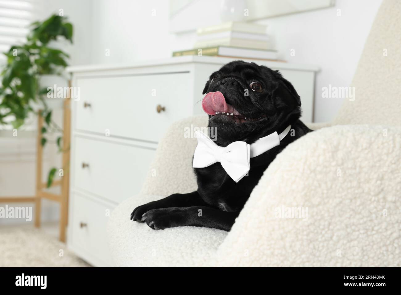 Cute Pug dog with white bow tie on neck in room, space for text Stock ...