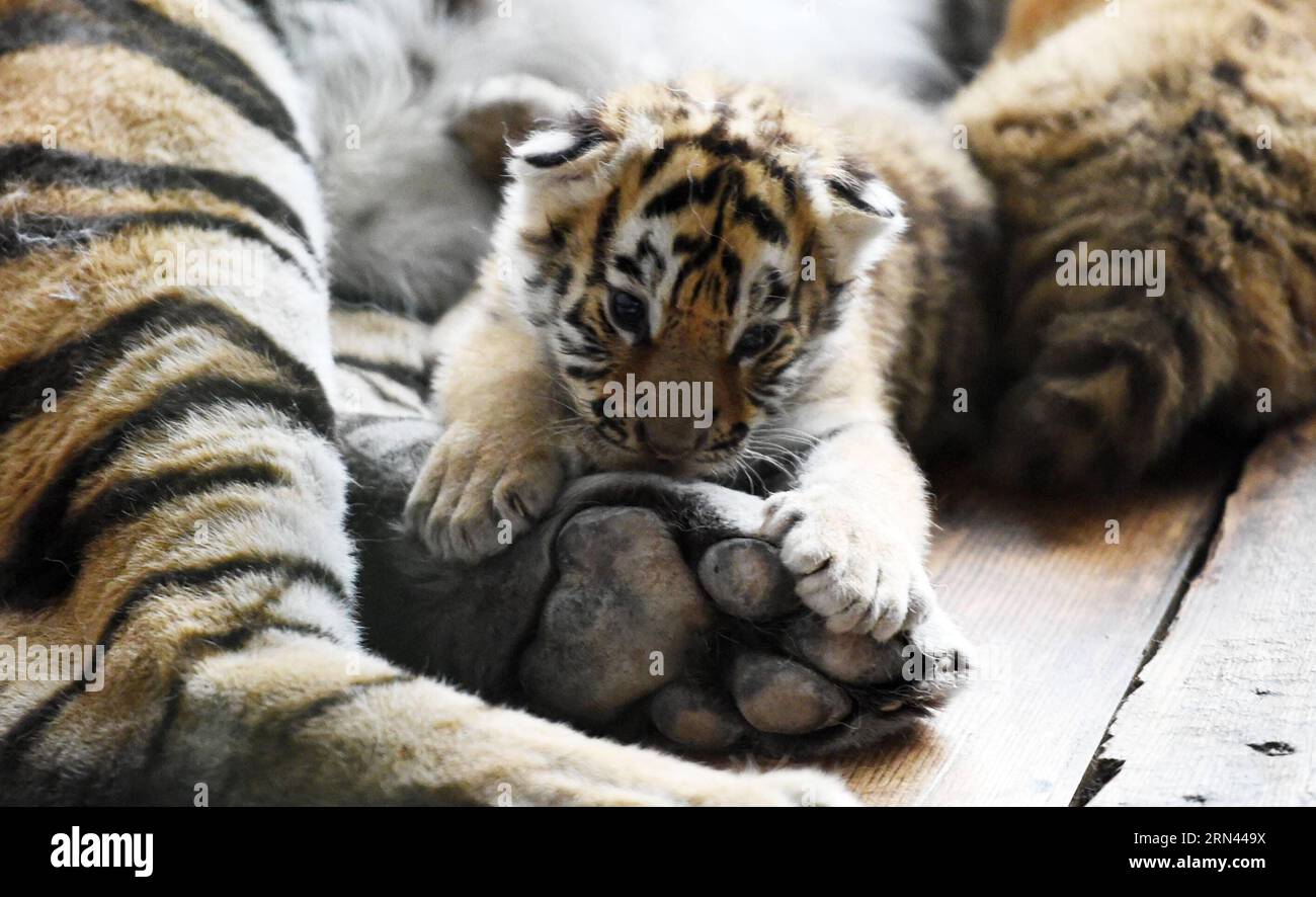 (150506) -- HARBIN, May 6, 2015 -- A Siberian tiger cub plays with its mother at the Siberian Tiger Park in northeast China s Heilongjiang Province, May 6, 2015. A total of 20 Siberian tiger cubs, one of the world s most endangered animals, were born in 2015 at the tiger park. China established the Siberian Tiger Park in 1986 with only eight Siberian tigers. Currently, there are more than 1,000 Siberian tigers at the park, all of which have undergone DNA tests to prevent intermarriage among them. ) (wf) CHINA-HEILONGJIANG-SIBERIAN TIGER (CN) WangxJianwei PUBLICATIONxNOTxINxCHN   Harbin May 6 2 Stock Photo