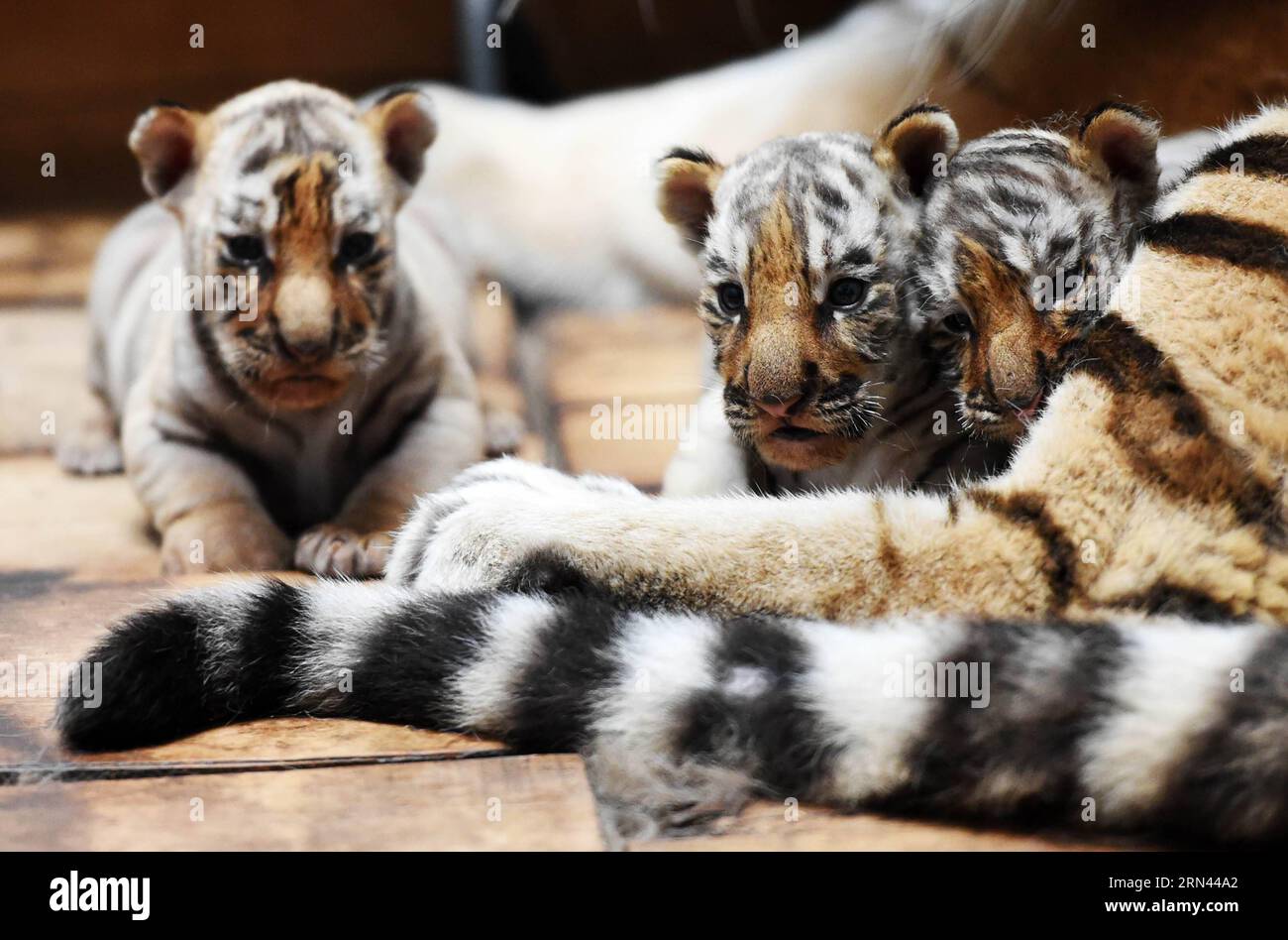 (150506) -- HARBIN, May 6, 2015 -- Siberian tiger cubs stay beside their mother at the Siberian Tiger Park in northeast China s Heilongjiang Province, May 6, 2015. A total of 20 Siberian tiger cubs, one of the world s most endangered animals, were born in 2015 at the tiger park. China established the Siberian Tiger Park in 1986 with only eight Siberian tigers. Currently, there are more than 1,000 Siberian tigers at the park, all of which have undergone DNA tests to prevent intermarriage among them. ) (wf) CHINA-HEILONGJIANG-SIBERIAN TIGER (CN) WangxJianwei PUBLICATIONxNOTxINxCHN   Harbin May 6 Stock Photo