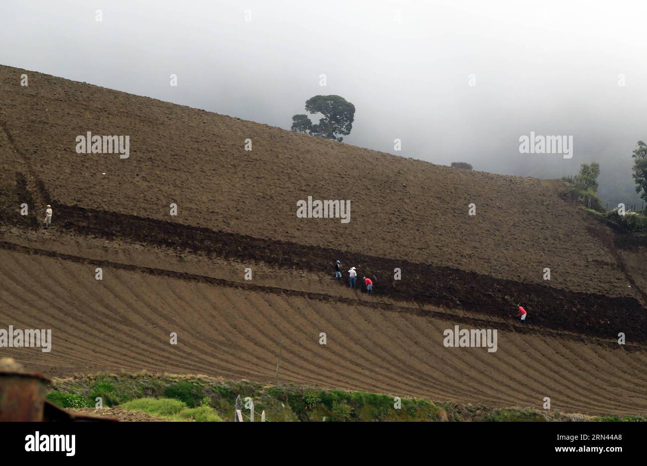 PACAYAS DE CARTAGO, May 5, 2015 -- Workers till the soil near Pacayas de Cartago, Costa Rica, on May 5, 2015. The Turrialba volcano has been active since last October, with continuous exhalations of gas and ashes, which has affected cattlemen and farmers in the solpes of the volcano. Kent Gilbert) (zjy) COSTA RICA-PACAYAS DE CARTAGO-VOLCANO e KENTxGILBERT PUBLICATIONxNOTxINxCHN   de Cartago May 5 2015 Workers Till The Soil Near  de Cartago Costa Rica ON May 5 2015 The Turrialba Volcano has been Active Since Load October With continuous  of Gas and ASHES Which has Affected Cattlemen and Farmers Stock Photo