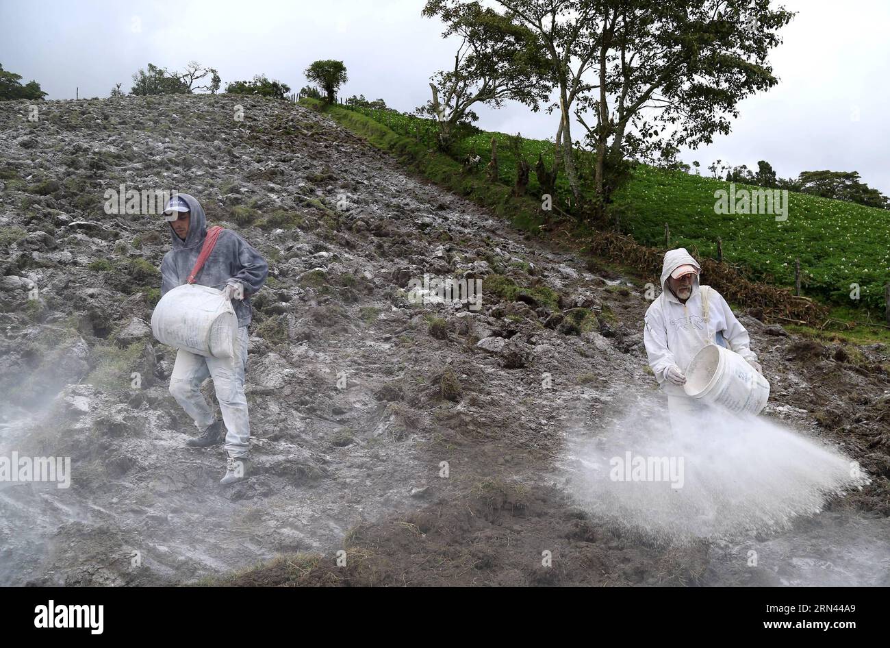 PACAYAS DE CARTAGO, May 5, 2015 -- Workers spread lime on the earth near Pacayas de Cartago, Costa Rica, on May 5, 2015. The Turrialba volcano has been active since last October, with continuous exhalations of gas and ashes, which has affected cattlemen and farmers in the solpes of the volcano. Kent Gilbert) (zjy) COSTA RICA-PACAYAS DE CARTAGO-VOLCANO e KENTxGILBERT PUBLICATIONxNOTxINxCHN   de Cartago May 5 2015 Workers spread Lime ON The Earth Near  de Cartago Costa Rica ON May 5 2015 The Turrialba Volcano has been Active Since Load October With continuous  of Gas and ASHES Which has Affected Stock Photo