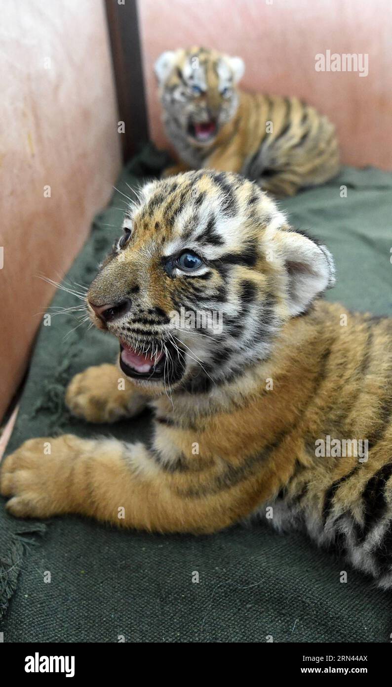 (150506) -- HARBIN, May 6, 2015 -- Siberian tiger cubs are seen at the Siberian Tiger Park in northeast China s Heilongjiang Province, May 6, 2015. A total of 20 Siberian tiger cubs, one of the world s most endangered animals, were born in 2015 at the tiger park. China established the Siberian Tiger Park in 1986 with only eight Siberian tigers. Currently, there are more than 1,000 Siberian tigers at the park, all of which have undergone DNA tests to prevent intermarriage among them. ) (wf) CHINA-HEILONGJIANG-SIBERIAN TIGER (CN) WangxJianwei PUBLICATIONxNOTxINxCHN   Harbin May 6 2015 Siberian T Stock Photo