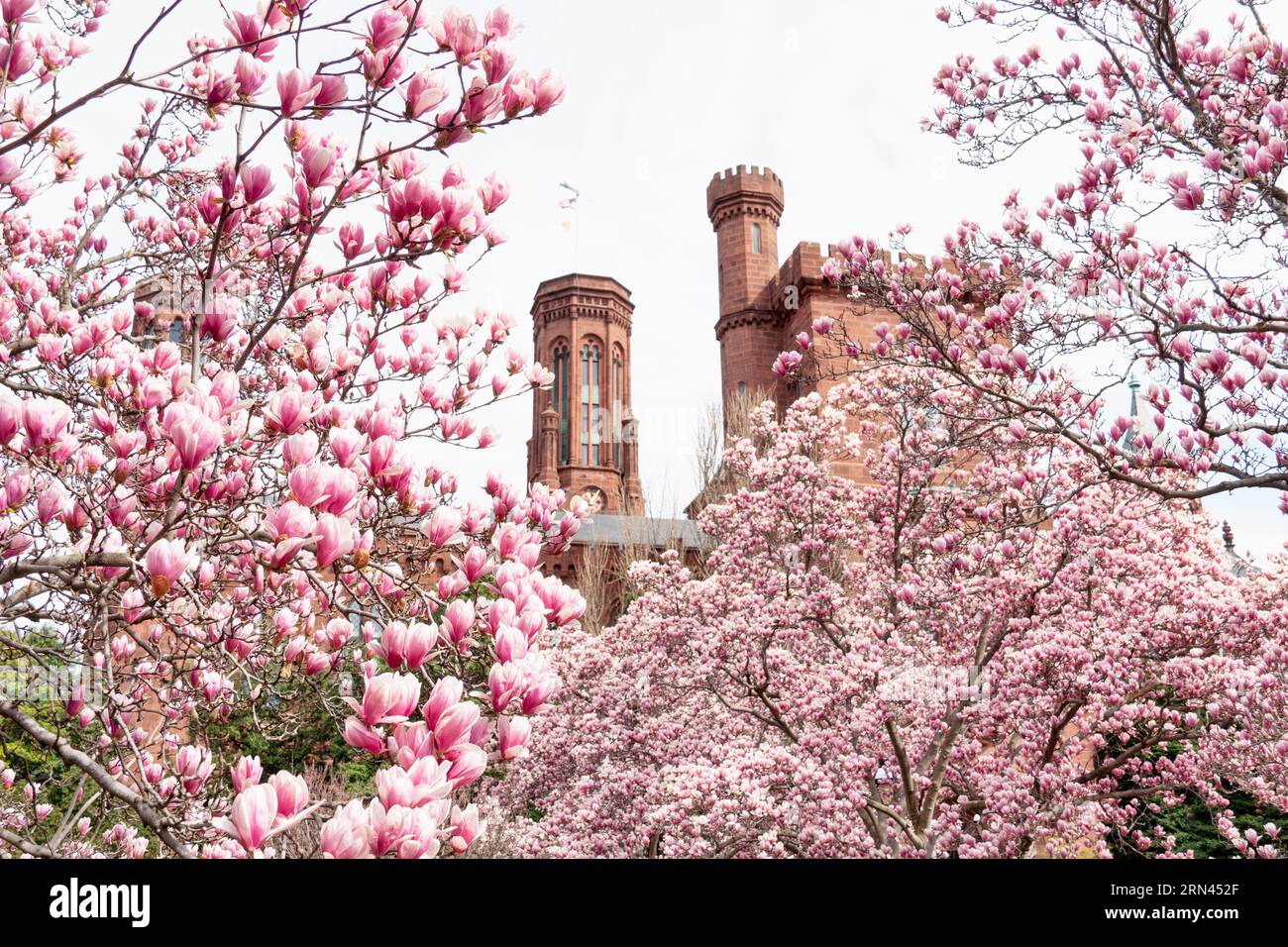 WASHINGTON DC, United States — Saucer Magnolias bloom in the Enid A Haupt Garden, providing a vibrant display against the backdrop of the Smithsonian Castle. The garden, adjacent to the National Mall, offers a serene spot for residents and tourists alike, showcasing a wide variety of plant species significant to the region. Part of the Smithsonian Castle can be seen in the background. Stock Photo
