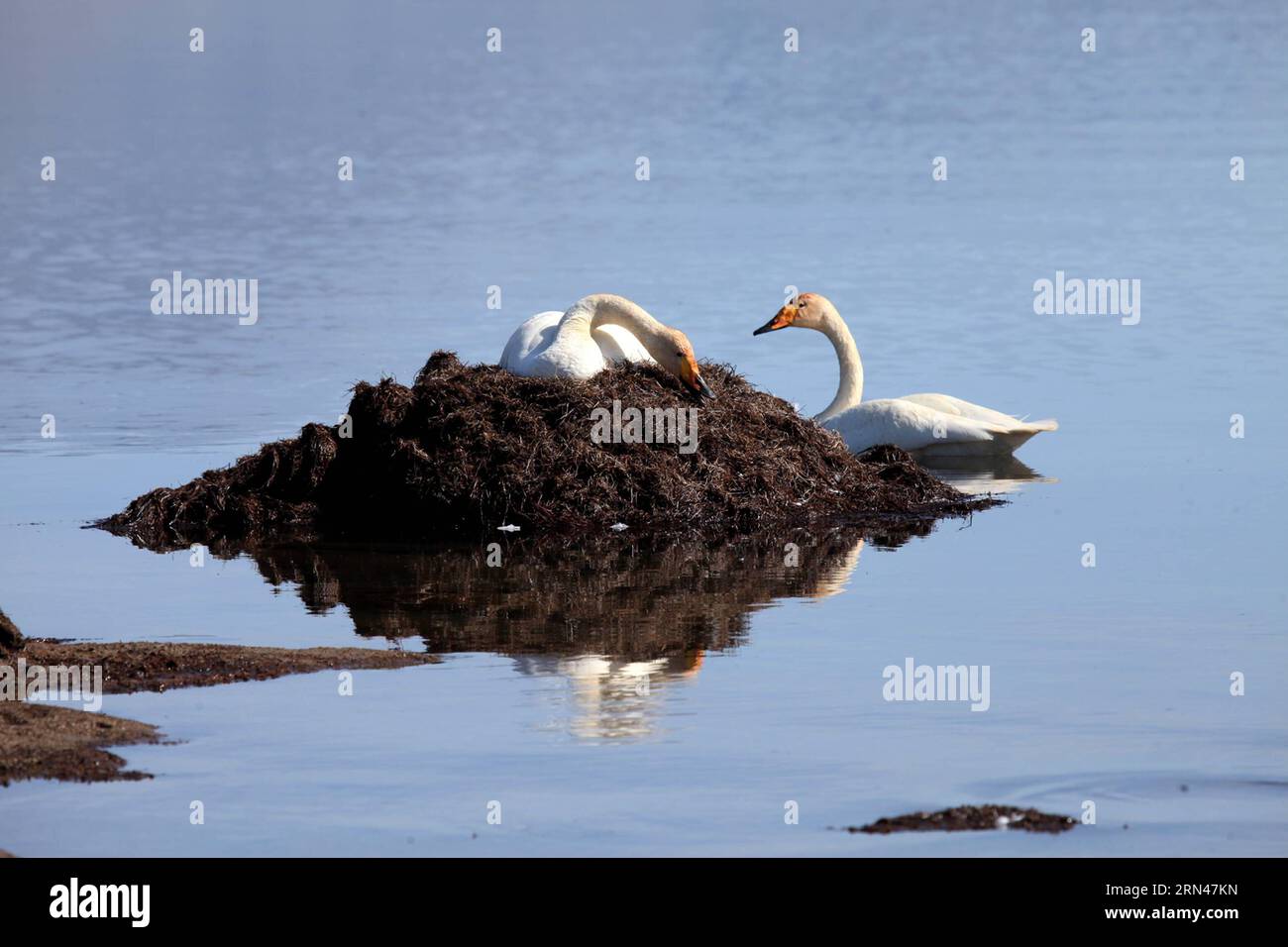 (150511) -- BORTALA, May 11, 2015 -- Swans rest on the Sayram Lake in Bortala Mongol Autonomous Prefecture, northwest China s Xinjiang Uygur Autonomous Region, May 9, 2015. ) (zwx) CHINA-XINJIANG-SAYRAM LAKE(CN) ShenxZhijun PUBLICATIONxNOTxINxCHN   150511 Bortala May 11 2015 Swans Rest ON The Sayram Lake in Bortala Mongol Autonomous Prefecture Northwest China S Xinjiang Uygur Autonomous Region May 9 2015 zwx China Xinjiang Sayram Lake CN  PUBLICATIONxNOTxINxCHN Stock Photo