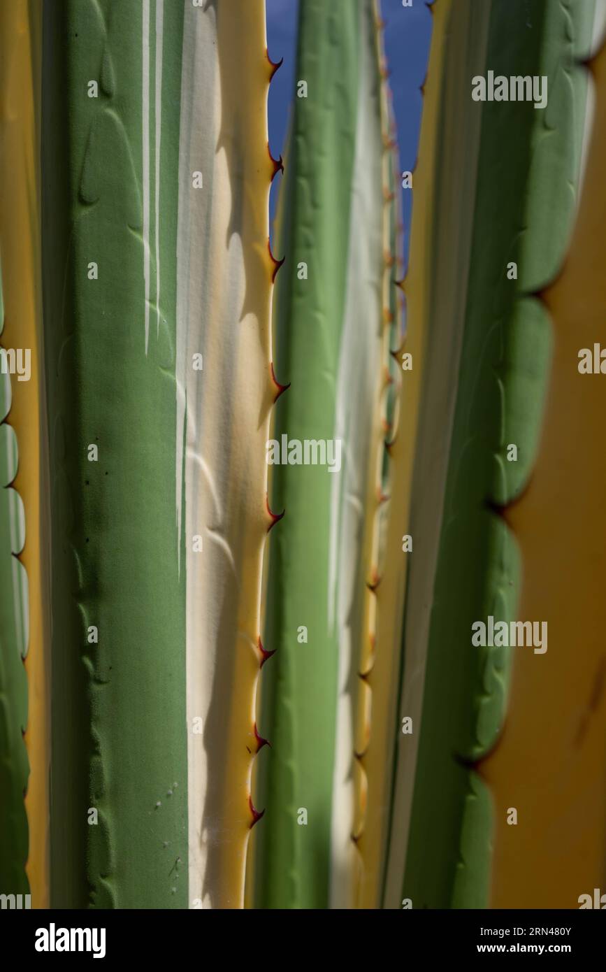 Variegated Spanish Dagger or yucca gloriosa variegata. Green and yellow stripes Stock Photo