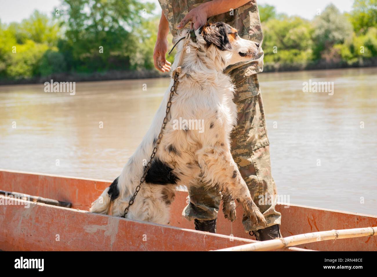 Fisherman in camouflage outfit pulling wet pet dog out of wooden boat after  fishing Stock Photo - Alamy
