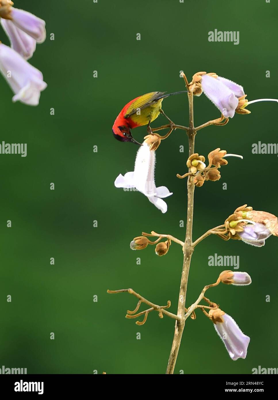 A sunbird eats nectar on a tree branch in Shennongjia, central China s Hubei Province, May 12, 2015. ) (zwx) CHINA-HUBEI-SHENNONGJIA-SUNBIRD(CN) HaoxTongqian PUBLICATIONxNOTxINxCHN   a Sunbird eats Nectar ON a Tree Branch in Shennongjia Central China S Hubei Province May 12 2015 zwx China Hubei Shennongjia Sunbird CN HaoxTongqian PUBLICATIONxNOTxINxCHN Stock Photo