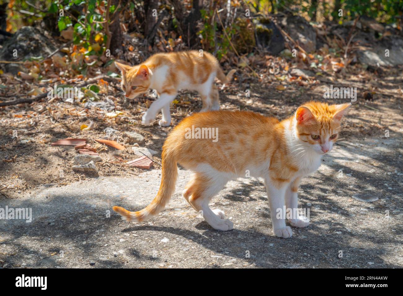 Two tabby and white kittens Stock Photo - Alamy