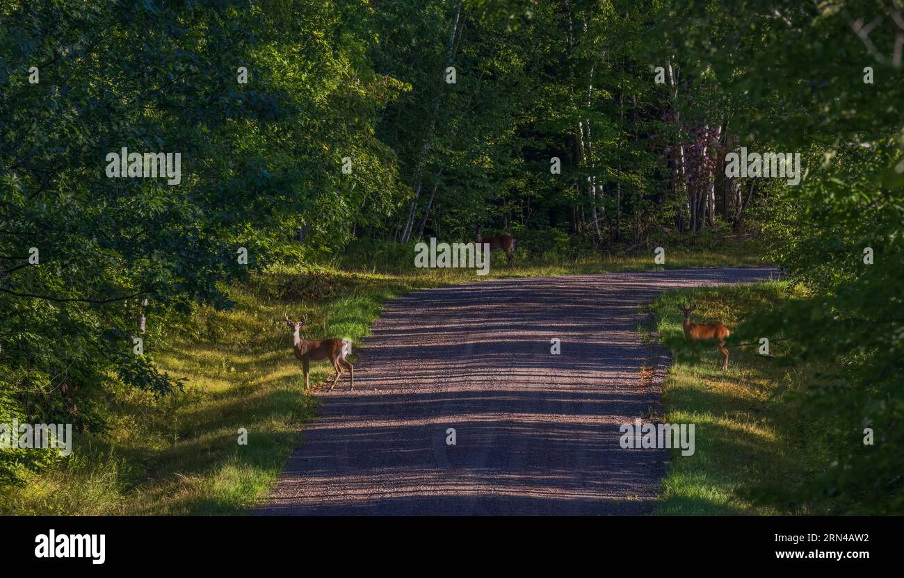 A triangle of whitetails stop to watch and listen as they cross a gravel road in northern Wisconsin. Stock Photo