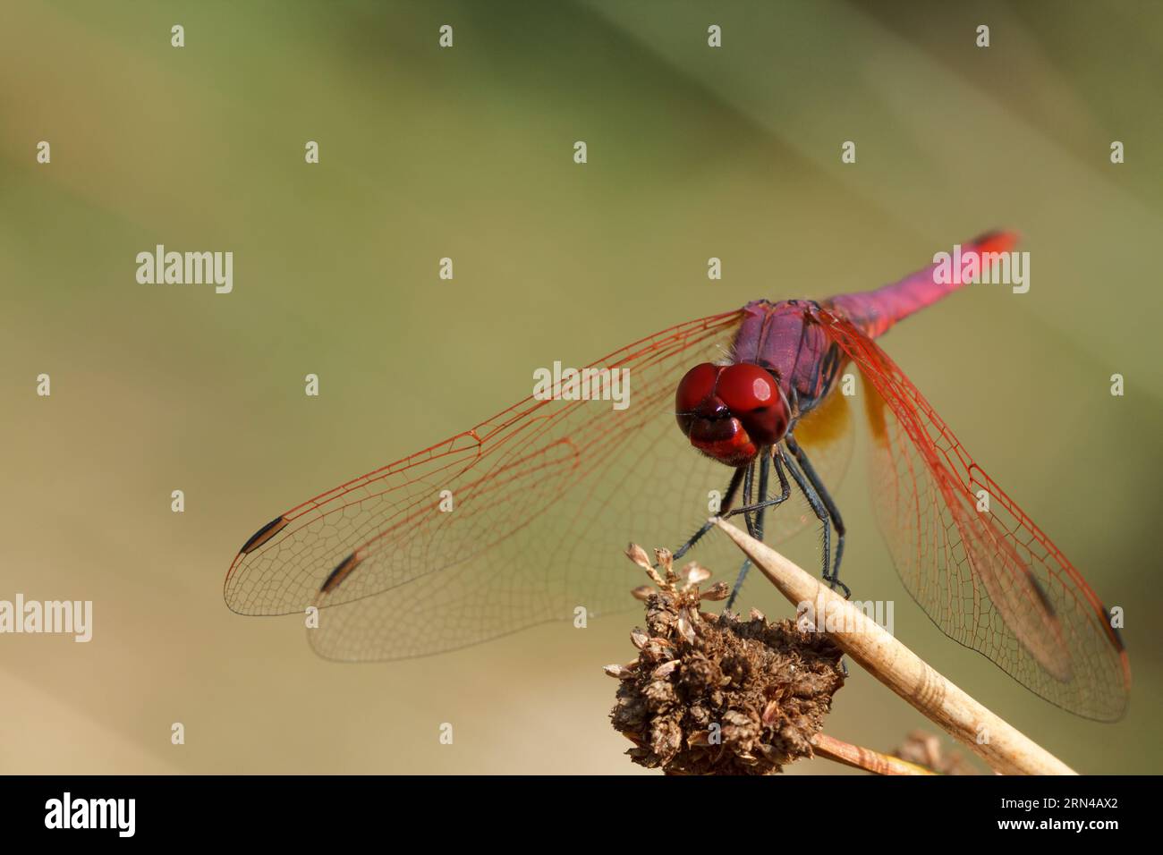Dragonfly Trithemis annulata perched on the end of a dry reed at the end of summer. Alcoi, Spain Stock Photo