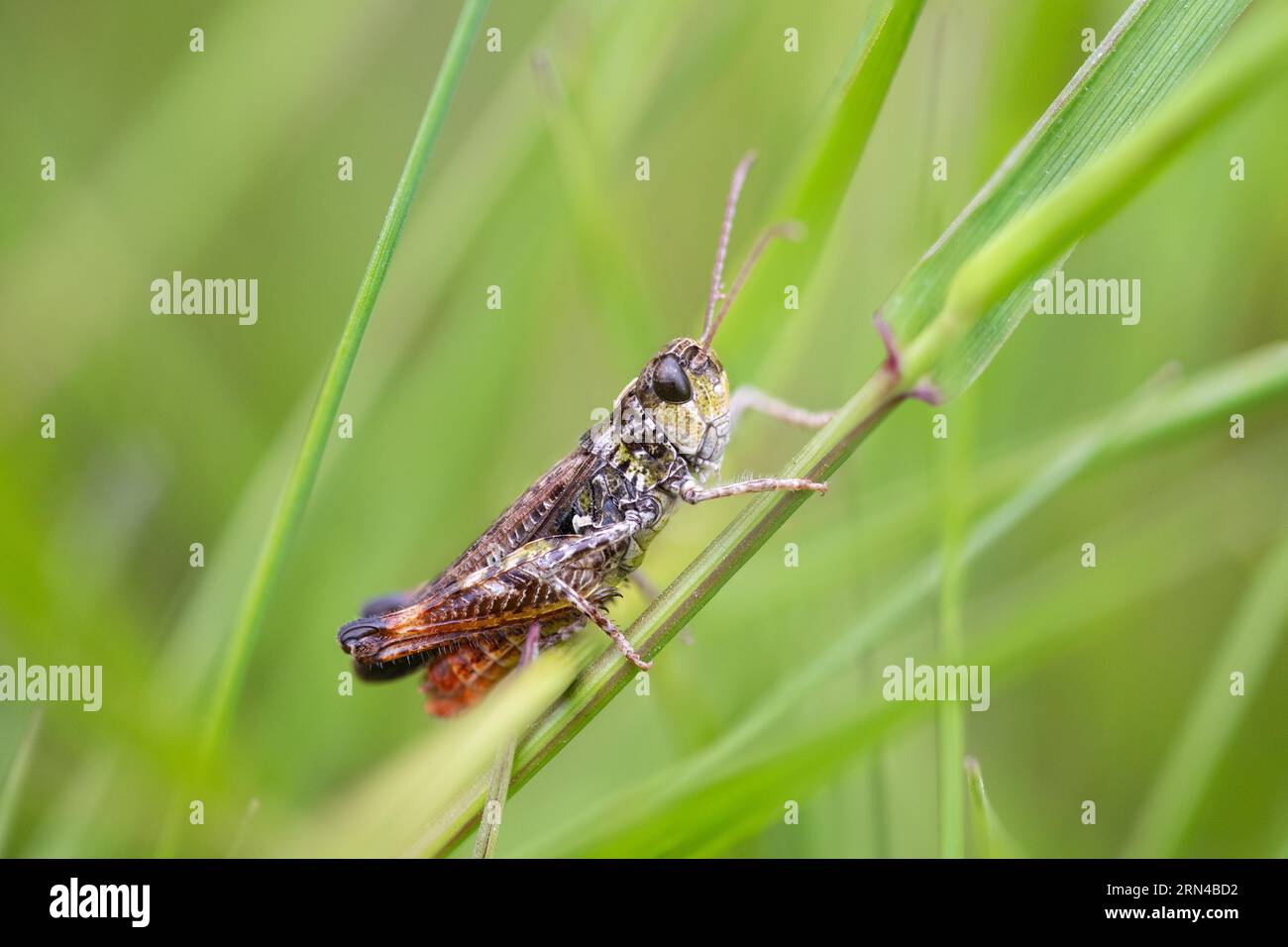 Mottled grasshopper (Myrmeleotettix maculatus), sitting on stalk in bog, High Fens, Belgium Stock Photo