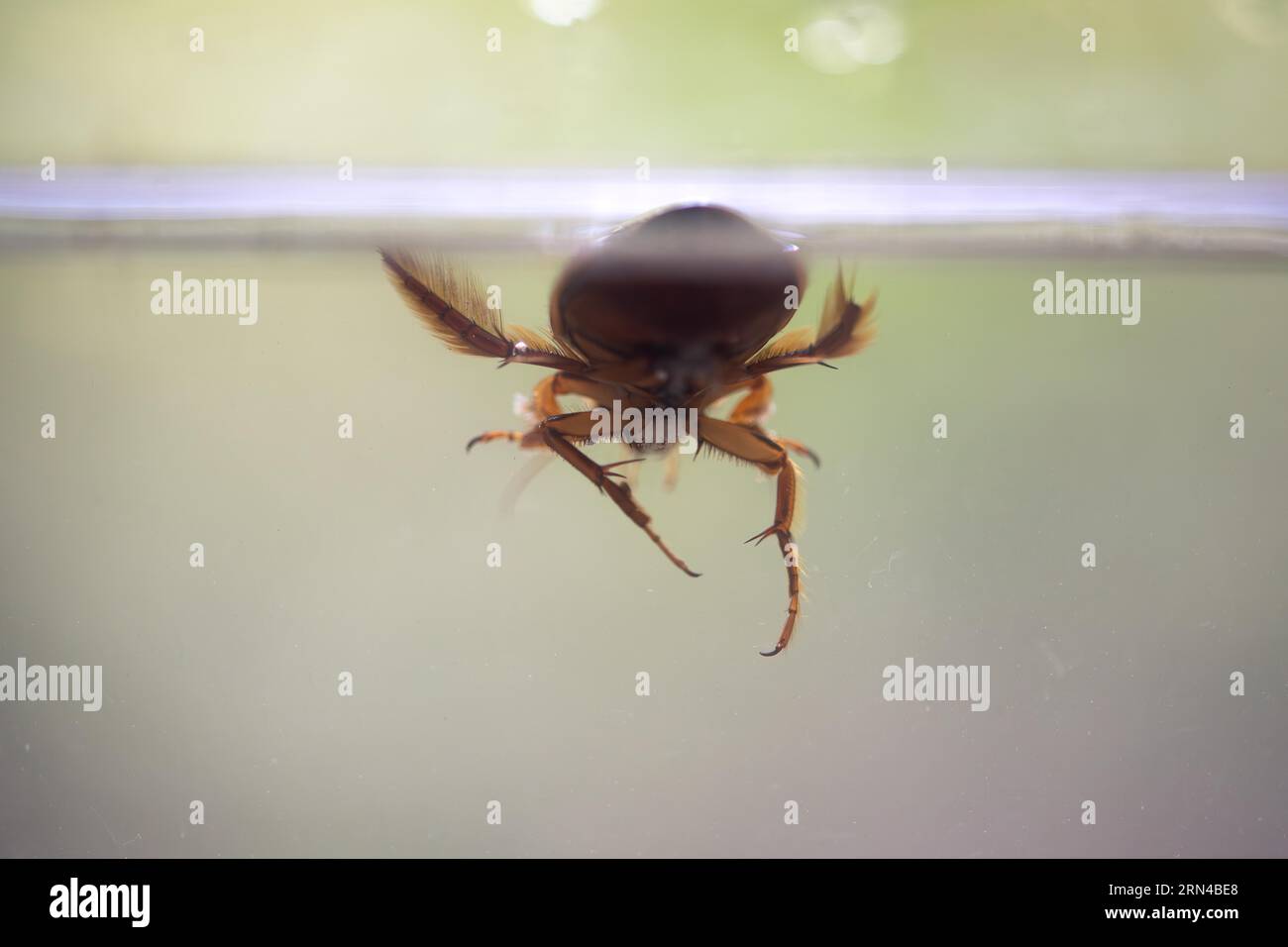 Great diving beetle (Dytiscus marginalis), underwater photo, Stolberg, North Rhine-Westphalia, Germany Stock Photo