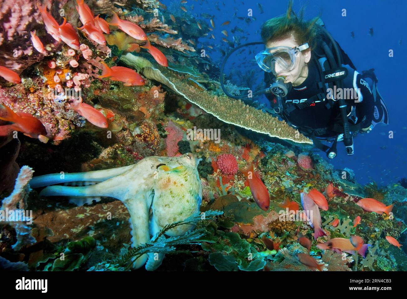 Female diver looking at octopus (Octopus vulgaris) hiding seeking shelter under table coral (Acroporidae) in coral reef, on right shoal of sea Stock Photo