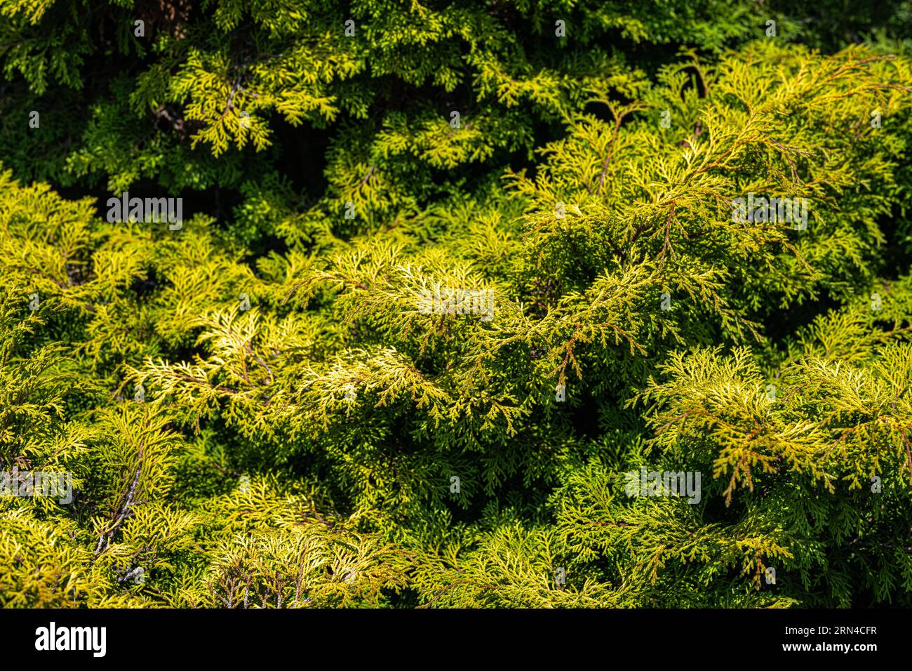 Plumose Sawara Cypress (Chamaecyparis pisifera) ‘Plumosa Aurea’ Stock Photo