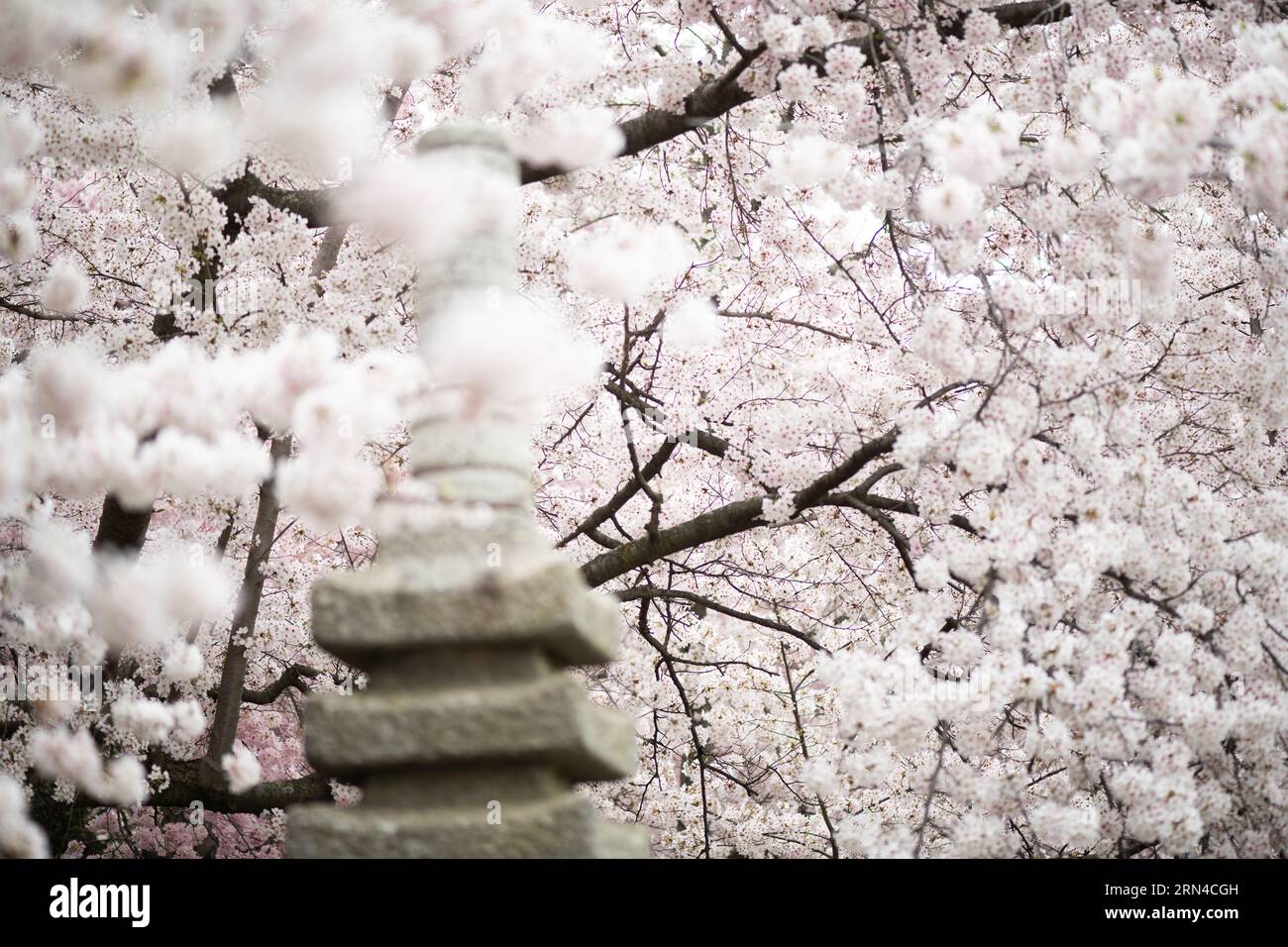 The World's Largest LEGO Cherry Blossom Tree Blooms in Japan — Colossal