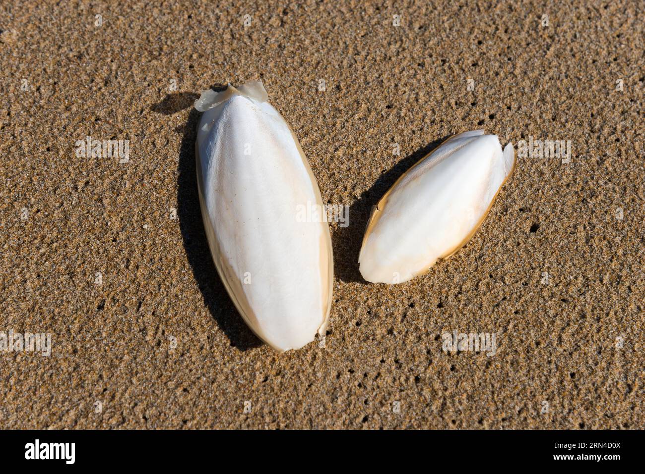 Common cuttlefish (Sepia officinalis) on the beach, cuttlefish shell, cuttlefish school, common cuttlefish, Peloponnese, Greece Stock Photo