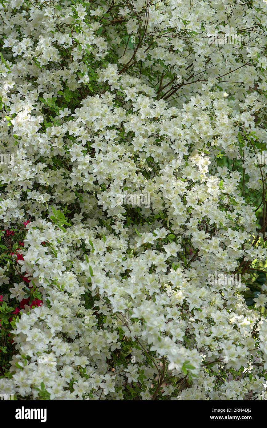 Blossoms of a white azalea (rhododendron) in the city park of Lahr, Baden-Wuerttemberg, Germany Stock Photo