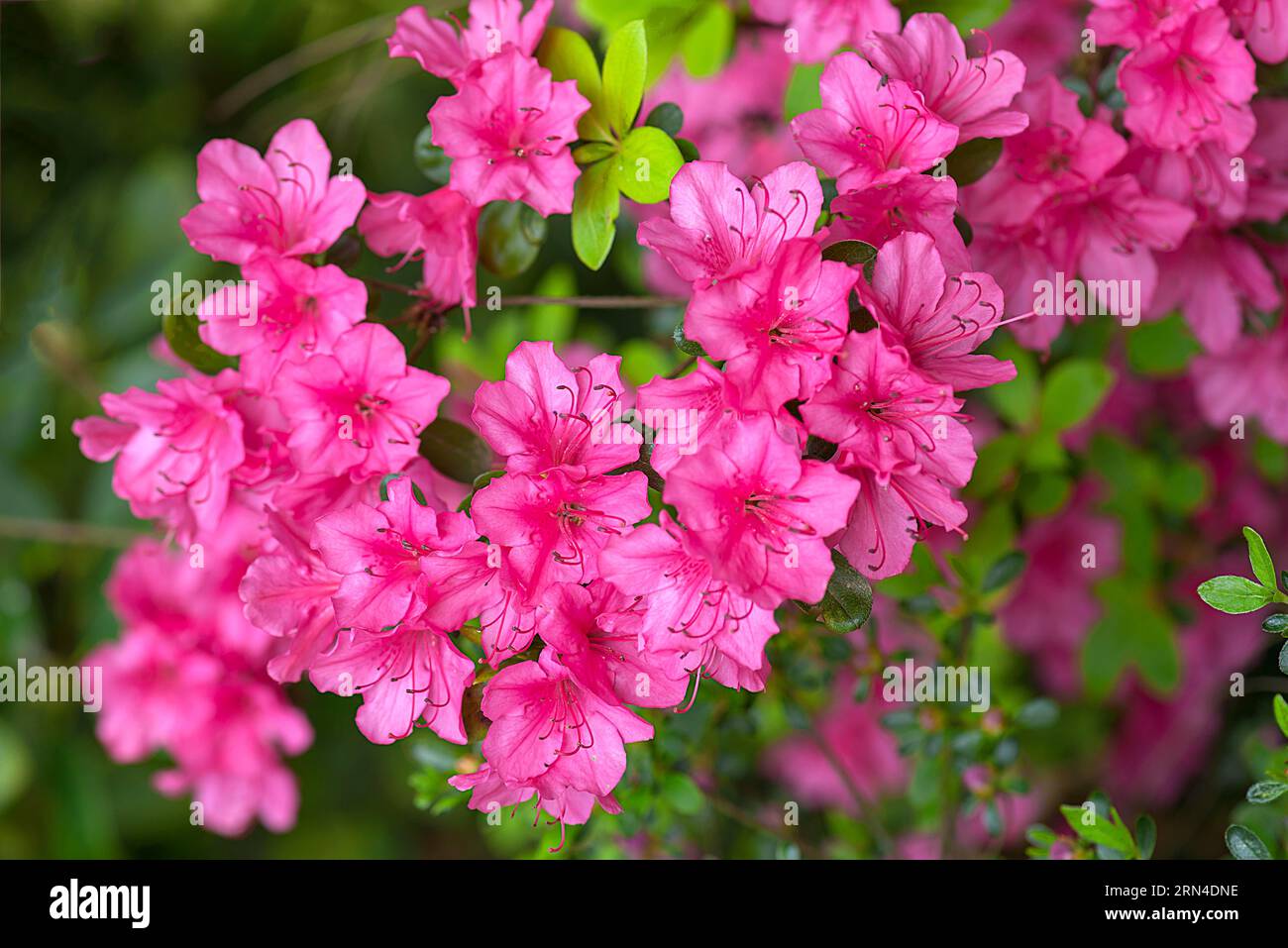 Blossoms of the azalea (rhododendron) in the city park of Lahr, Baden-Wuerttemberg, Germany Stock Photo
