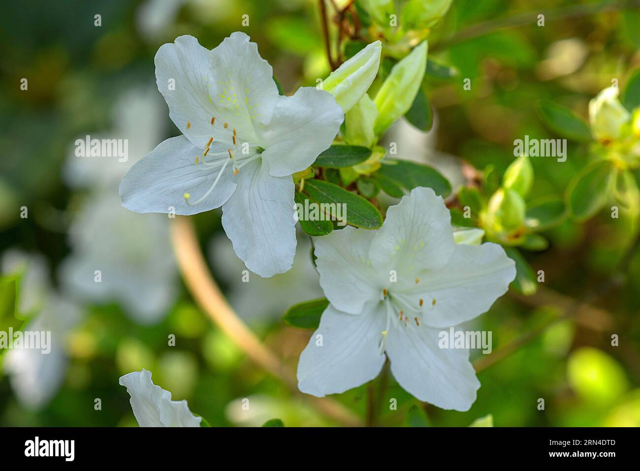 Blossoms of the Japanese azalea (Rhododendron obtusum) in the city park of Lahr, Baden-Wuerttemberg, Germany Stock Photo