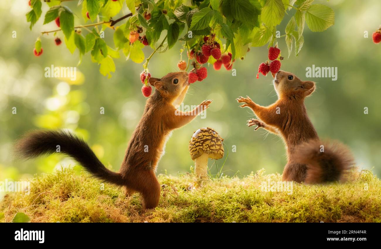 red squirrels are eating raspberries Stock Photo Alamy