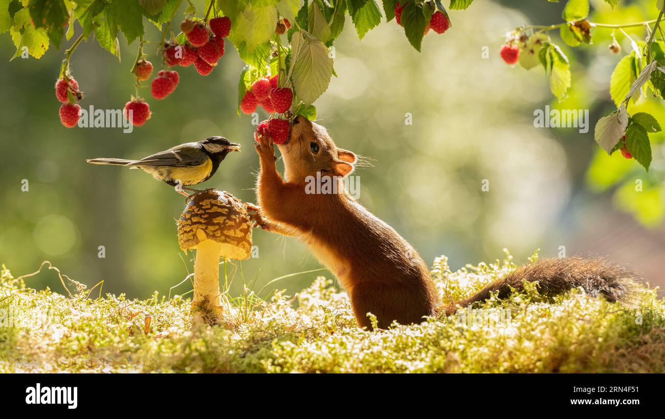 red squirrel is eating raspberries Stock Photo Alamy
