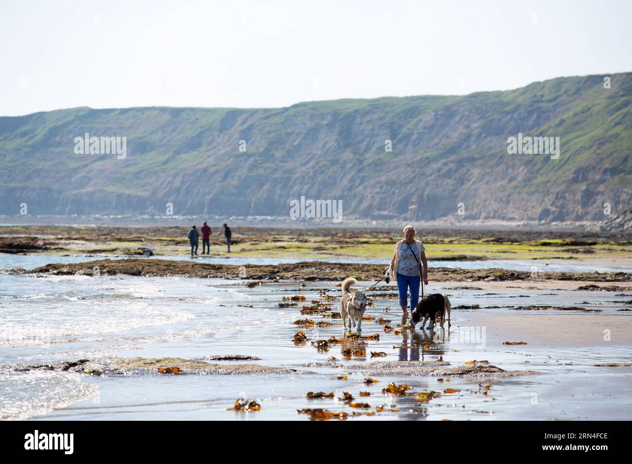 Dog walkers on the beach in Scarborough, north Yorkshire where the sea
