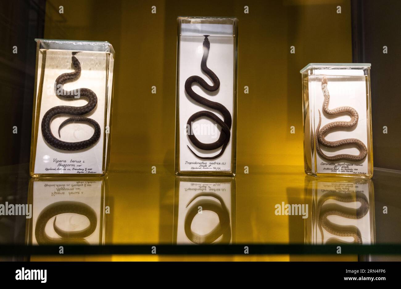 Swedish fauna, here to the left: Vipera berus, the common European adder, the common European viper, In the middle: The grass snake, Natrix natrix, and To the right: The smooth snake, Coronella austriaca, at the Museum of Evolution (In swedish: Evolutionsmuseet), Uppsala, Sweden. The number of items in today's collection, which spans zoological, paleontological and mineralogical specimens, is approximately 5 million unique pieces, of which only a fraction are exhibited Stock Photo