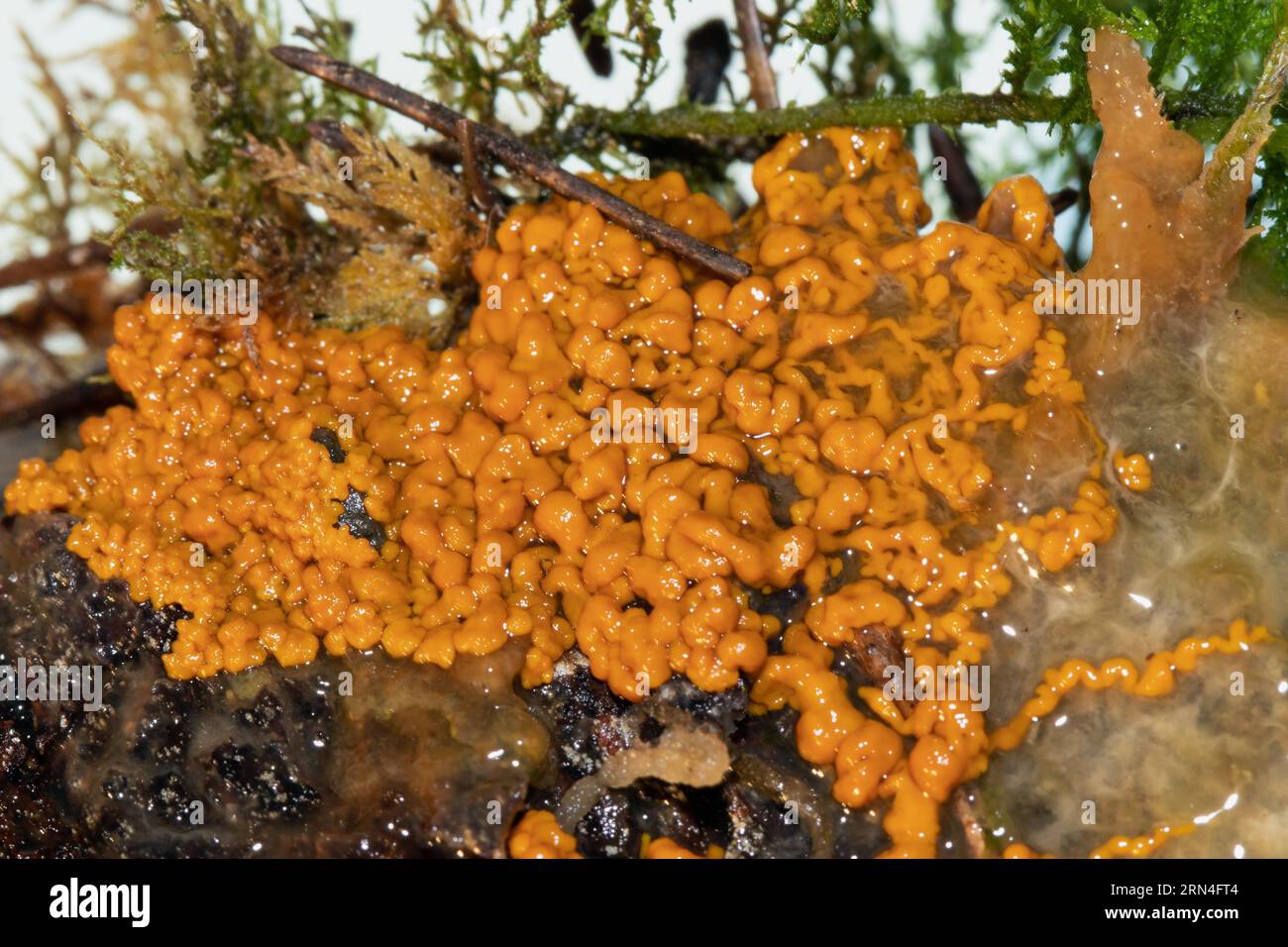 Slime mould Plasmodium multinucleate gelatinous orange mass on tree