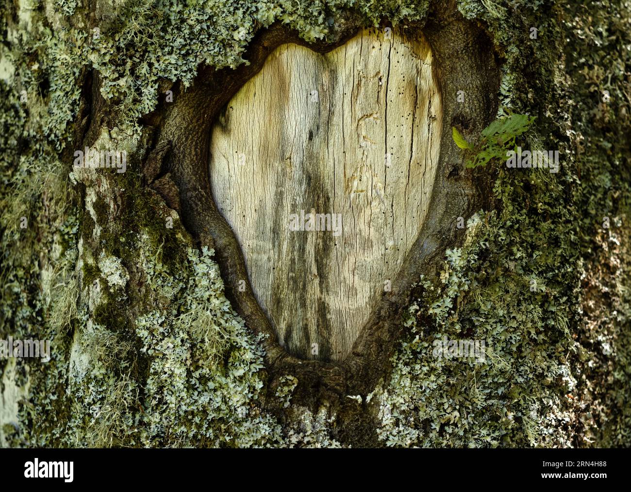 Scarred knothole on a tree in the shape of a heart, Heart, Puy de la Vache, Saint-Genes-Champanelle, Chaine des Puys, Departement Puy-de-Dome Stock Photo