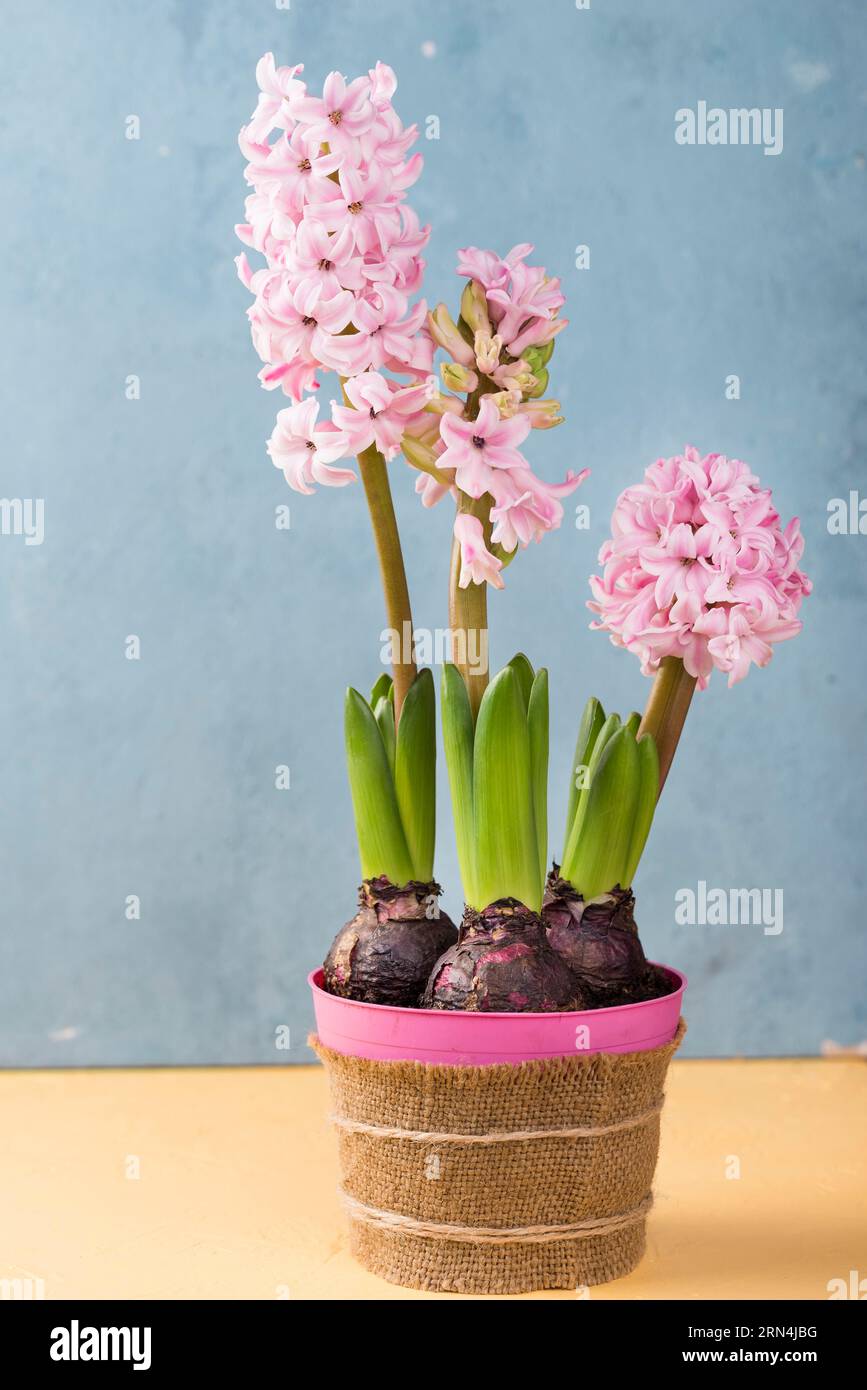 Flower pot hyacinth Stock Photo