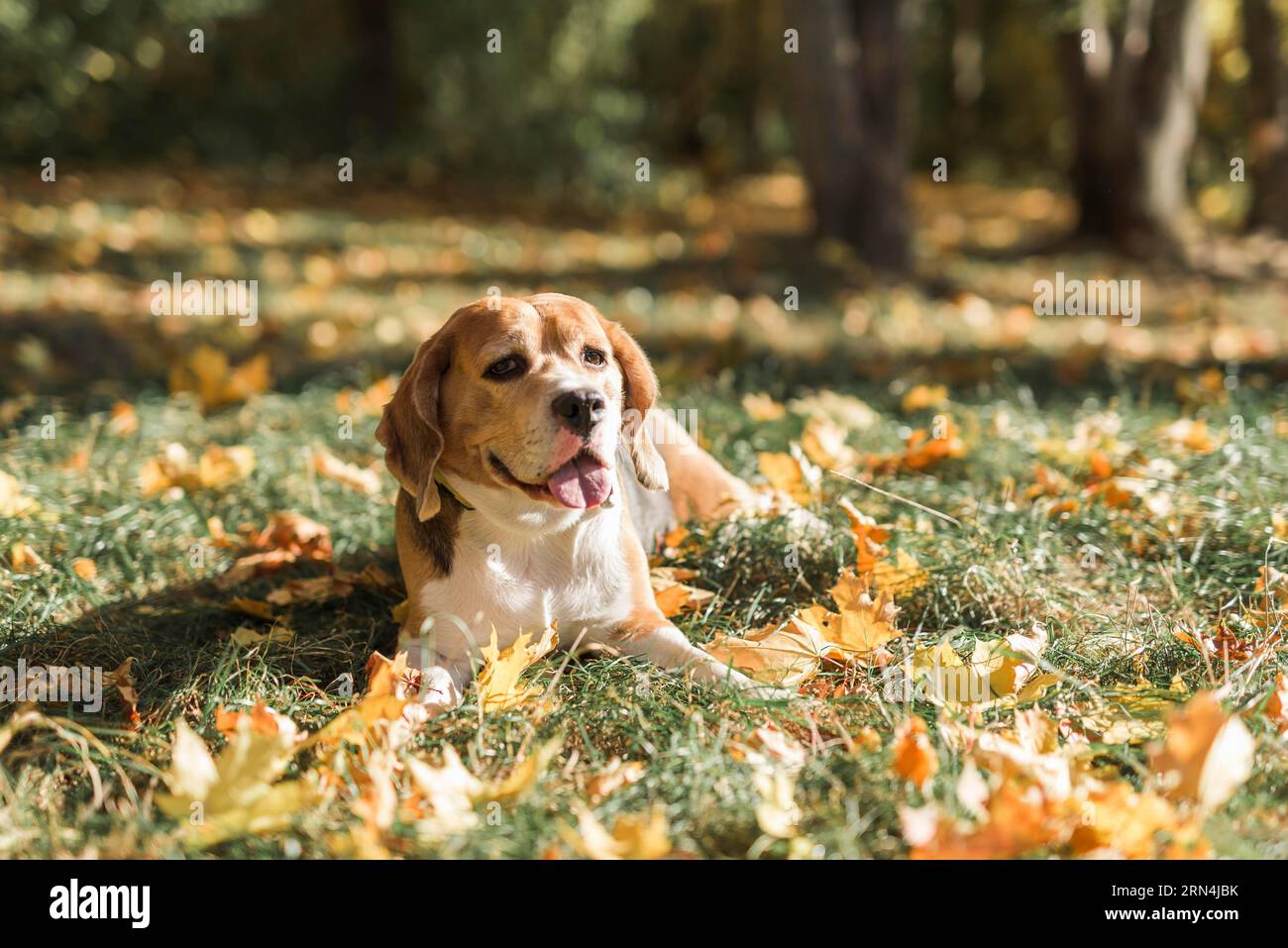 Front view beagle dog lying grass with sticking out tongue Stock Photo ...