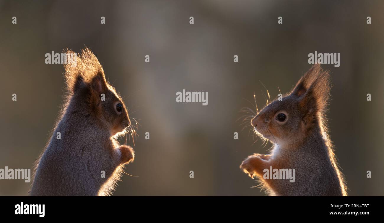Red Squirrels looking at each other Stock Photo Alamy