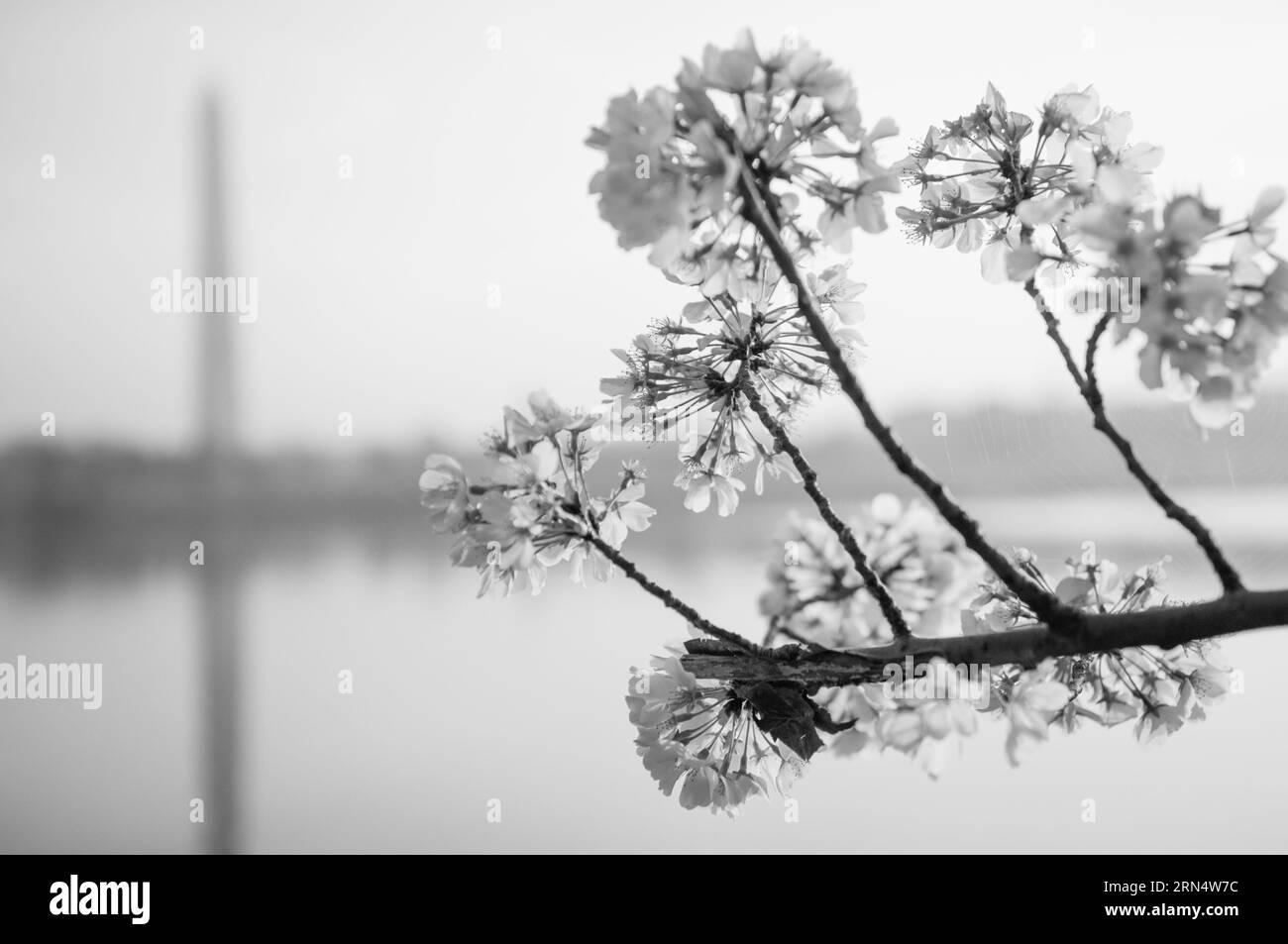 WASHINGTON DC, United States — A black and white photograph of Washington DC's famous cherry blossoms. Each spring, cherry blossoms in full bloom envelope the Tidal Basin, marking the onset of spring in the nation's capital. This annual event draws thousands, symbolizing the enduring friendship between the U.S. and Japan, a gift from Tokyo in 1912. Stock Photo