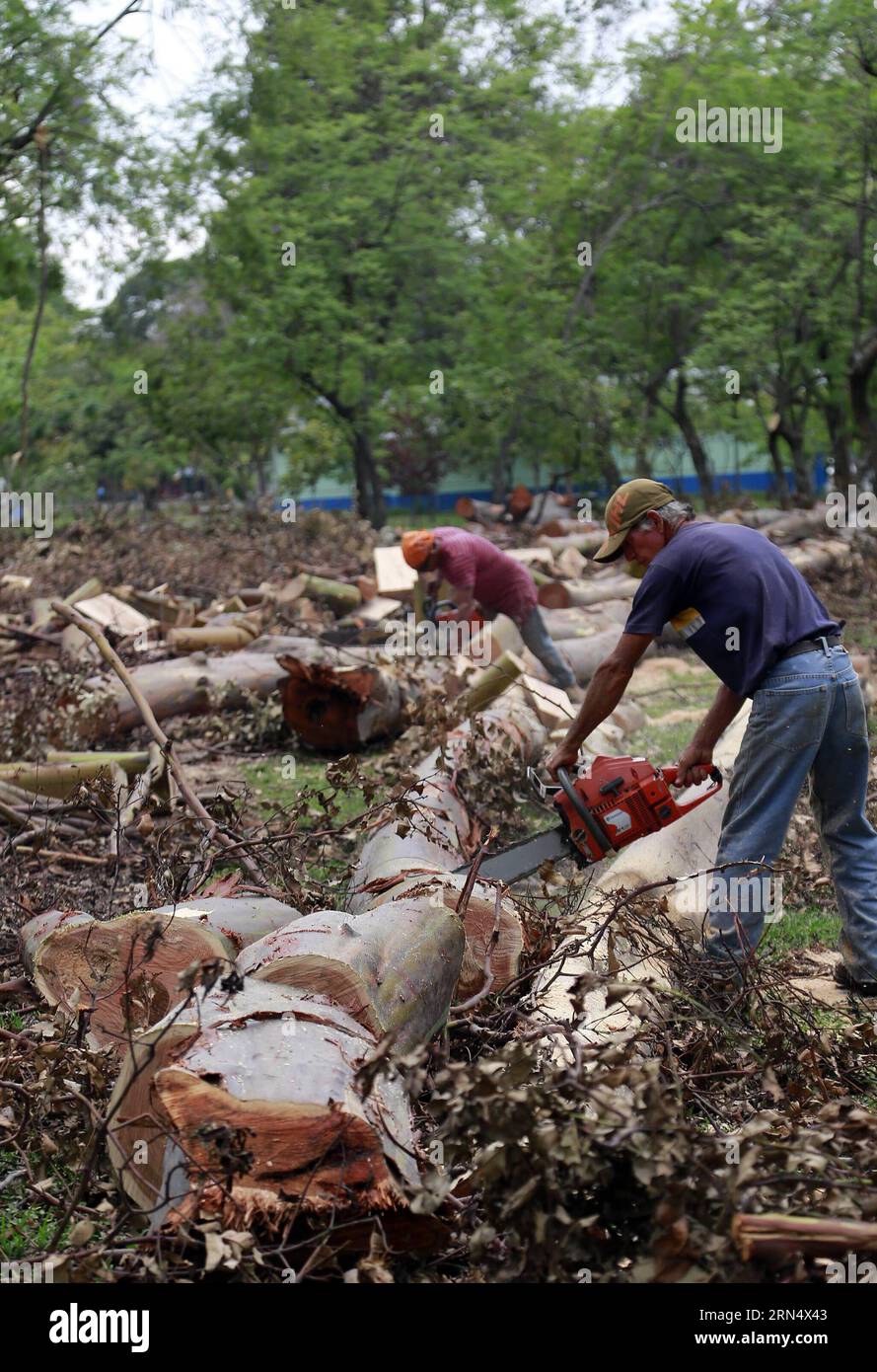 SAN JOSE, June 2, 2015 -- Municipal employees fell eucalyptus trees, not native species of Costa Rica, in La Sabana Park, in San Jose, Costa Rica, on June 2, 2015. The project of the National Institute of Biodiversity seeks to sow about 2,600 trees of 178 native species, such as how ceiba, candelillo, ron ron, ojochillo, nazareno and guayacan real, in order to attract to 130 species of birds and insects. Kent Gilbert) COSTA RICA-SAN JOSE-ENVIRONMENT-BIODIVERSITY e KENTxGILBERT PUBLICATIONxNOTxINxCHN   San Jose June 2 2015 Municipal Employees Fur Eucalyptus Trees Not NATIVE Species of Costa Ric Stock Photo